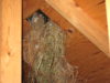 Spring home maintenance schedule - inspect attic for contamination of vents