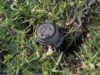 Lawn sprinkler system head - drain your sprinkler system while performing fall maintenance, before the cold season