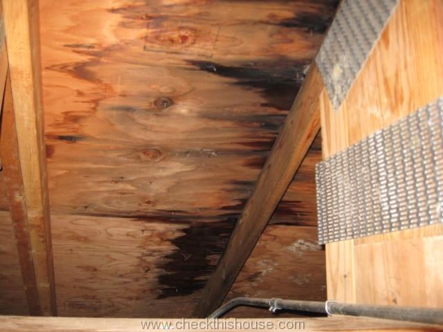 attic mold caused by leaking roof