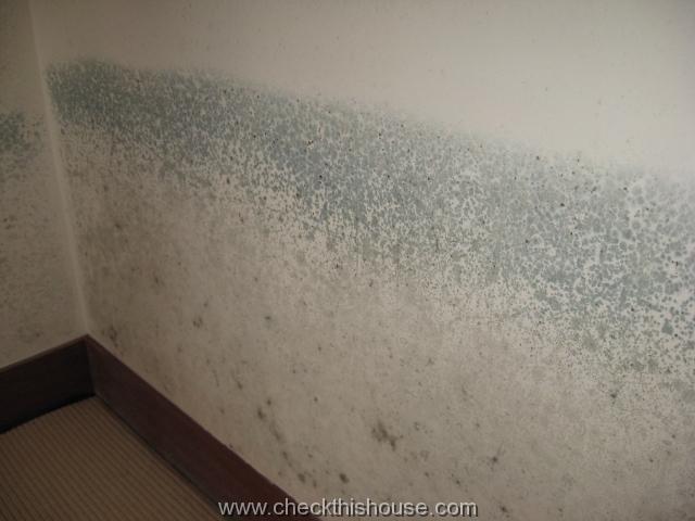 mold stachybotrys symptoms toxic could everywhere checkthishouse basement cdc atra hand disease health